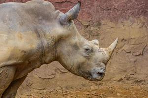 vista lateral de la cabeza de un gran rinoceronte blanco foto