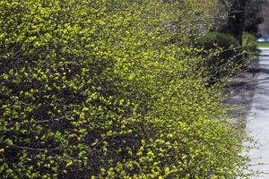 ramas con fondo de hojas jóvenes. primavera. foto