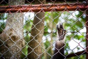 Hand sad black gibbon in a cage photo