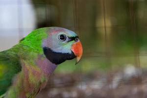 Close-up on eye amazon parrots photo