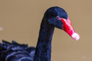 black swan swimming in the zoo photo