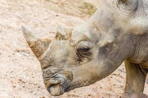 side view of the head of a large white rhino with tear photo