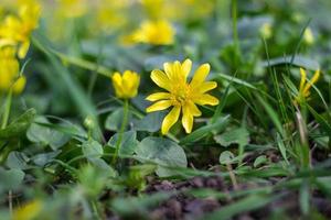 Buttercup yellow flower blooming in the spring in the woods photo