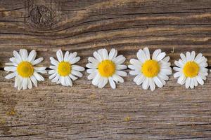 Border of daisy chamomile flowers on wooden background. View with copy space photo