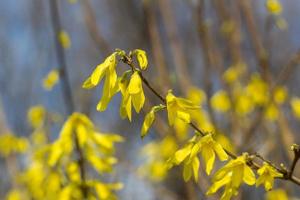 floreciendo en el jardín bush forsythia con flores amarillas foto