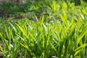 Wild meadow green grass background photo