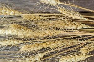 Spikelets of wheat on natural old wooden table background photo