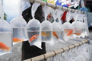 various types of fish are sold in plastic bags photo