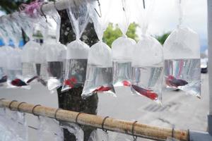 various types of fish are sold in plastic bags photo