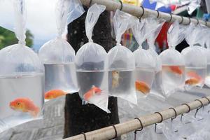 various types of fish are sold in plastic bags photo