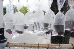 various types of fish are sold in plastic bags photo