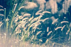 flower grass impact sunlight on sunset - natural background photo