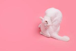 Young White Cat photo