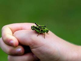 A large green grasshopper, locust, sits on a child's hand photo