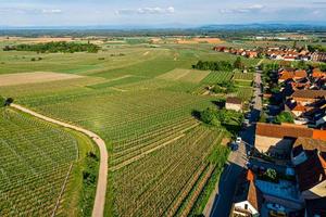 Young green vineyards of Alsace in the setting sun photo