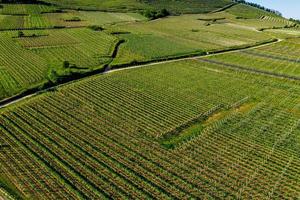 Young green vineyards of Alsace in the setting sun photo