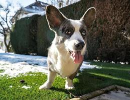 Dog breed Corgi Cardigan plays on the spring melted snow photo