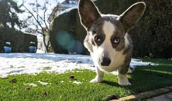 La rebeca corgi de raza canina juega en la nieve derretida de primavera foto