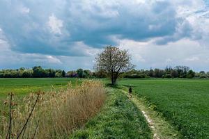 A drone view of the beautiful of young green meadows photo