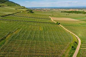 Young green vineyards of Alsace in the setting sun photo