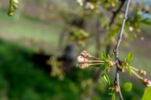 Cherry buds on a branch in the garden. Spring theme. photo