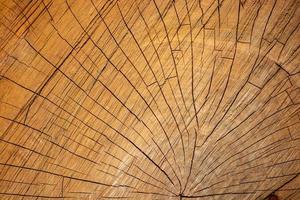 The structure of a cherry log close-up. Wooden background. photo