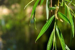 Bright, green willow leaves on a hanging branch close-up against a softly blurred background. Sunny day. photo