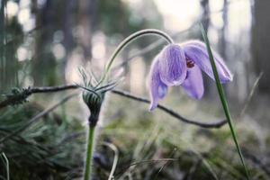 Purple prairie crocus spring flower hovering over ground in the forest banging head on the grass photo