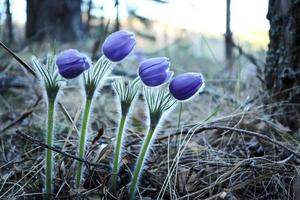 cuatro flores de primavera de azafrán de la pradera con capullos cerrados mirando hacia el fondo del bosque foto