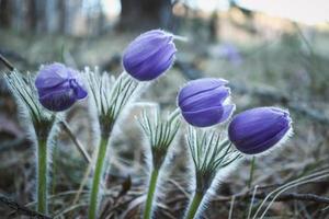 Four prairie crocus spring flowers with closed buds hovering over ground in the sunset lit forest photo