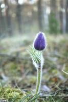 Purple prairie crocus spring flower stanging tall in moss and grass in the forest photo