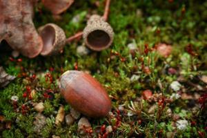 A big acorn with a separated brown hat laying on green blooming moss in warm autumn tones photo