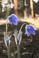 Two prairie crocus spring flowers hovering over ground in the sunset lit forest photo