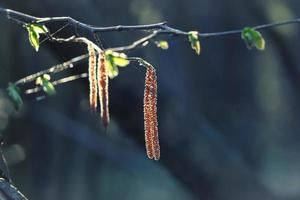 A branch of alder new leaves and catkins in sunlight, the common alder, black alder in spring with blurred dark background photo