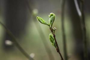 Three ants in action on a newly opening tree leaves in the forest with green blurred background photo