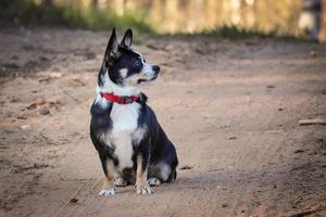 Small black and white dog with red collar sitting on sandy road on sunny day in the forest looking to the right photo