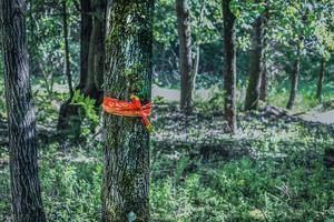 Wrapped ribbon of safety tape on rough tree trunk closeup standing in forest among greenery photo