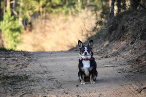 Small black and white dog with red collar sitting on sandy road on sunny day in the forest looking into the camera photo