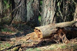 Storm damaged fallen tree in the forest on young green spring grass in sunset light photo