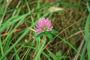 Pink clover flower in bloom on stem with three leaves growing among long green grass photo