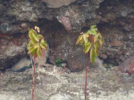 dos árboles de arce jóvenes con hojas de ceniza que crecen frente a un fondo de pared de piedra oscura y fría foto