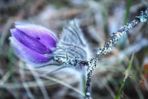 Violet prairie crocus spring flower reclining over a dry stick on blurry forest grass background photo