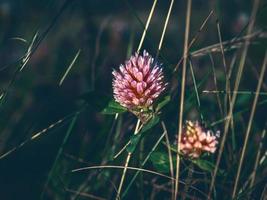 Pink clover flower in bloom in tall grass on dark grassy background photo