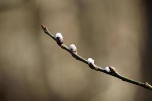 Close up of the white fluffy buds on a pussy willow tree branch on a warm spring day with a blurred brown background photo