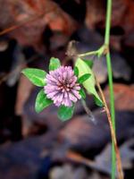 Pink clover flower in bloom on juicy stem with leaves on dry brown autumn leaves background photo
