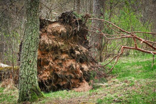 Fallen pine tree in the forest with it's roots lifted up photo