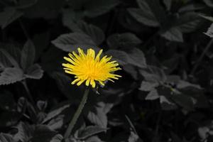 Yellow dandelion flower on a background of black leaves. Ecology photo