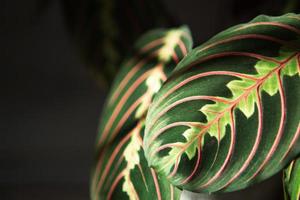 Beautiful maranta leaves with an ornament on a grey background close-up. Maranthaceae family is unpretentious plant. Copy space. Growing potted house plants, green home decor, care and cultivation photo