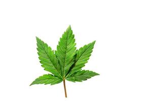 Cannabis leaf on a white background isolated. Medicinal marijuana leaves of the Jack Herer variety are a hybrid of sativa and indica. photo