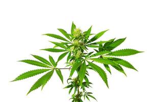 Cannabis bush on a white background isolated. Medicinal marijuana leaves of the Jack Herer variety are a hybrid of sativa and indica. Isolate photo